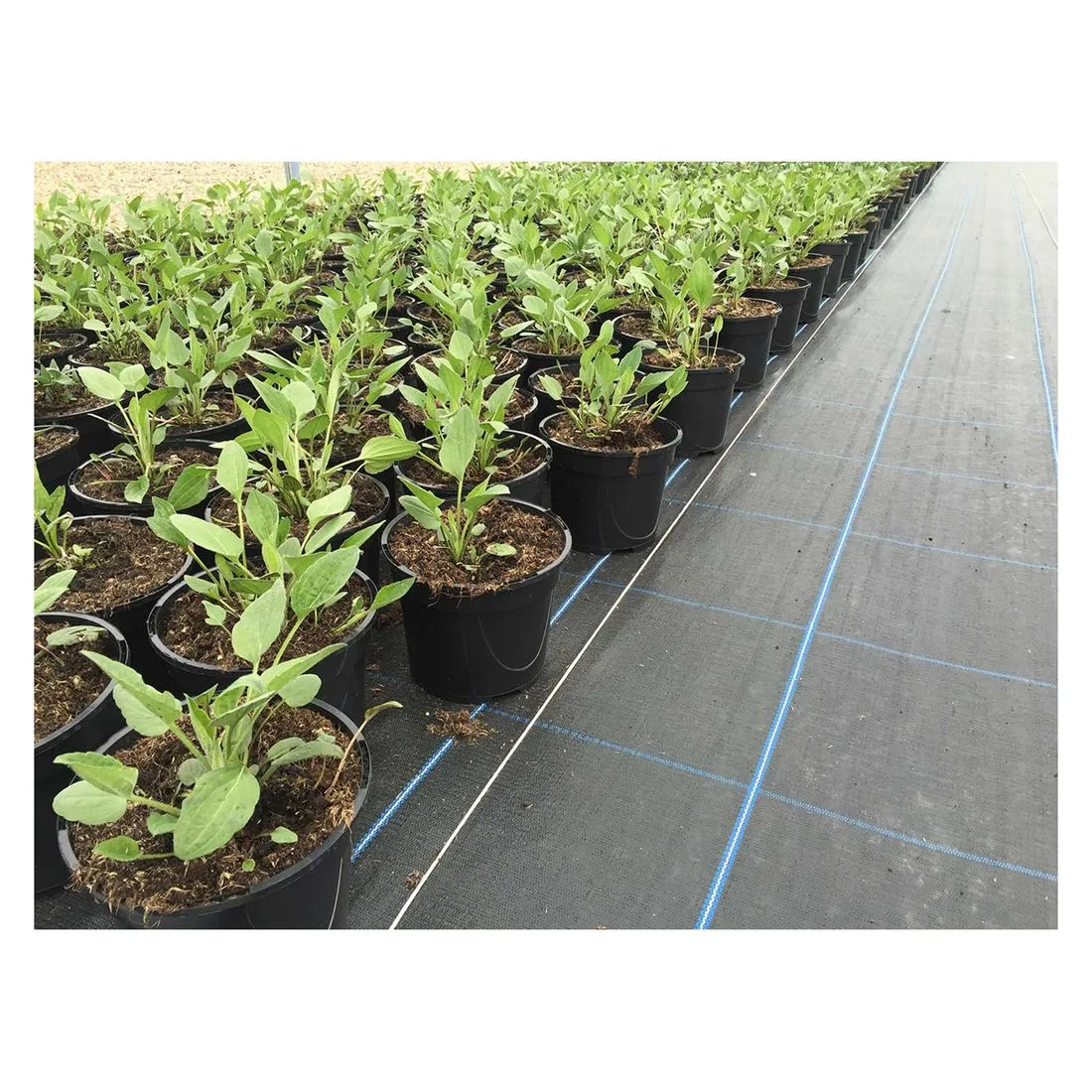 Covertex P100 Folded Weed Control Seperation Fabric 2 x 50m